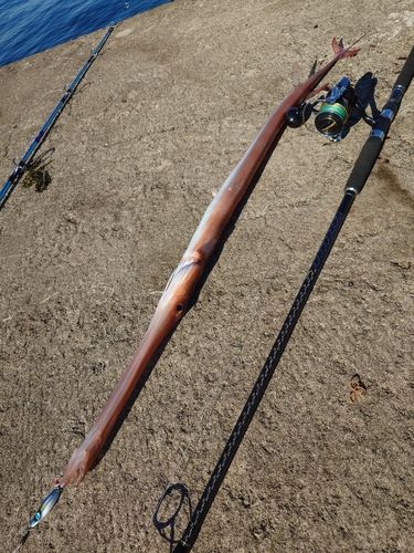 アカヤガラの釣果