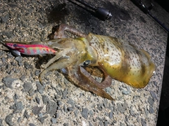 アオリイカの釣果