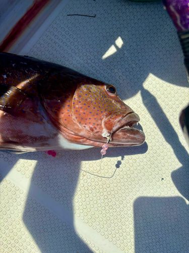 コクハンアラの釣果