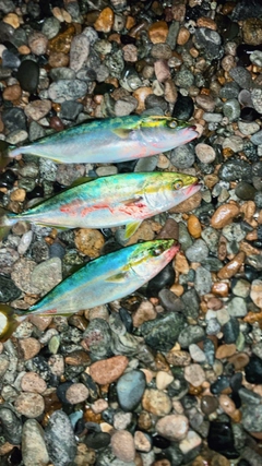 コズクラの釣果