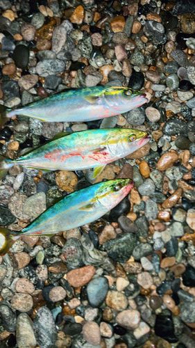 コズクラの釣果