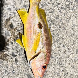 ニセクロホシフエダイ