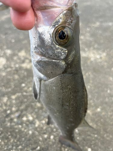 セイゴ(ヒラスズキ)の釣果