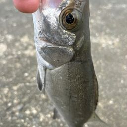 セイゴ（ヒラスズキ）