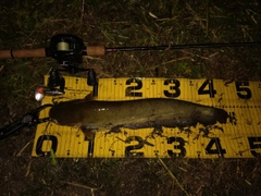 ニホンナマズの釣果