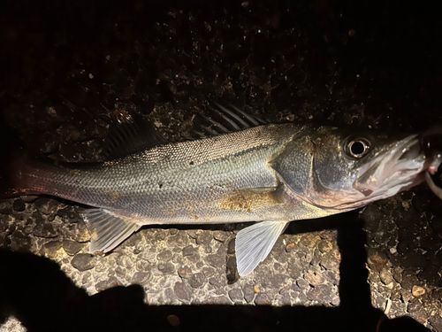 セイゴ（マルスズキ）の釣果
