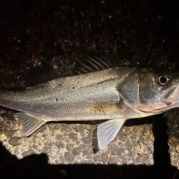 セイゴ(マルスズキ)