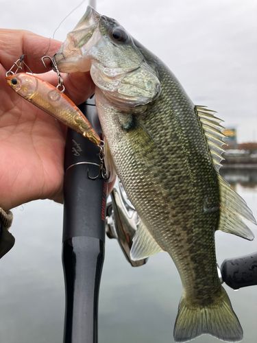 ブラックバスの釣果