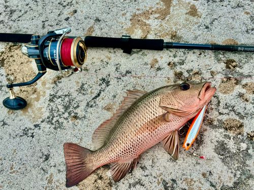 マングローブジャック