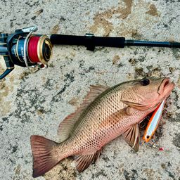 マングローブジャック