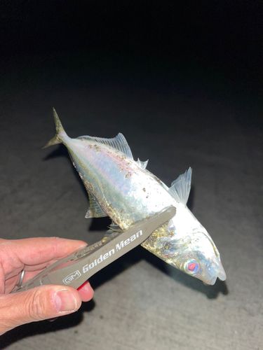 三陸海岸(岩手)