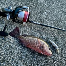 マングローブジャック