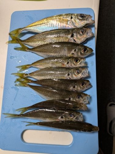 三陸海岸(宮城)