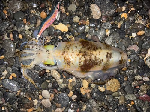 アオリイカの釣果