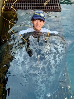 マダラエイの釣果