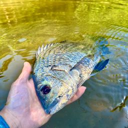 ミナミクロダイ