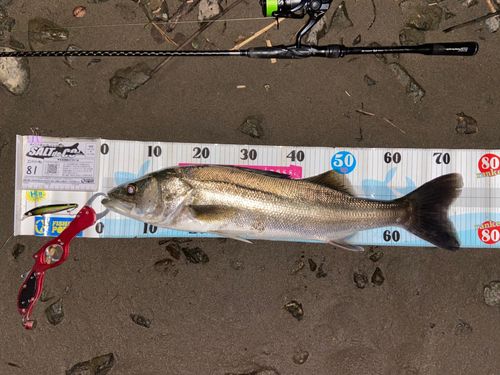 シーバスの釣果