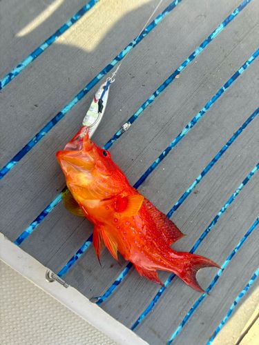 バラハタの釣果