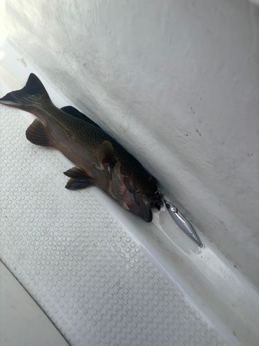 アオノメハタの釣果