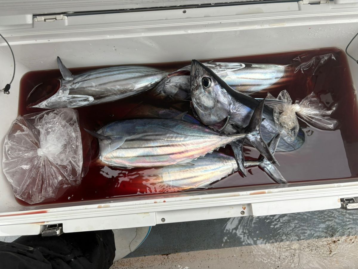 ルナパパさんの釣果 2枚目の画像