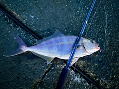 カンパチの釣果