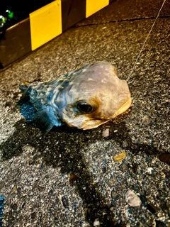 イシガキフグの釣果