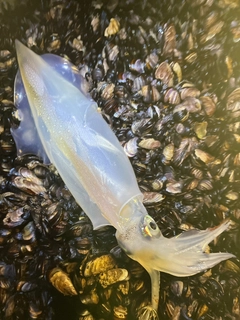 ヤリイカの釣果