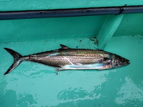 サワラの釣果