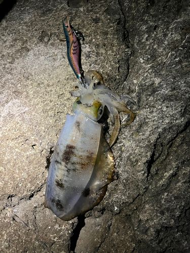 アオリイカの釣果