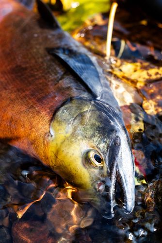 ヒメマスの釣果