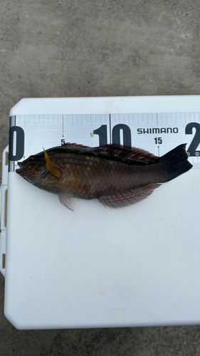 ホシササノハベラの釣果