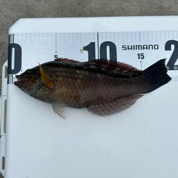 ホシササノハベラ