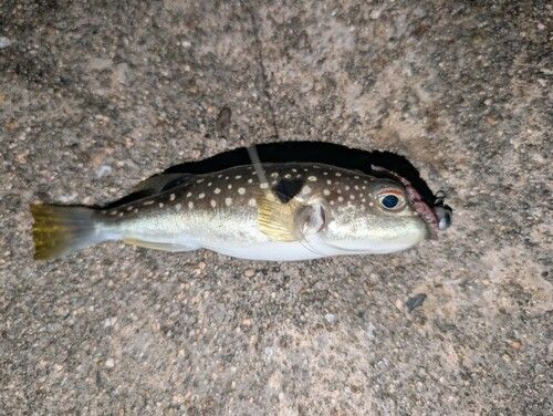 フグの釣果