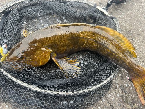 アイナメの釣果