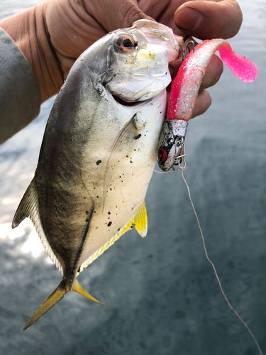 ギンガメアジの釣果