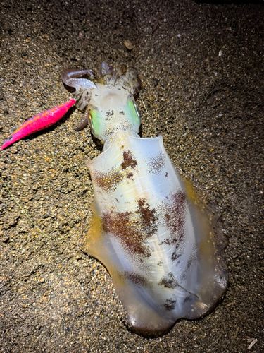 アオリイカの釣果