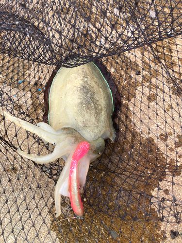 モンゴウイカの釣果