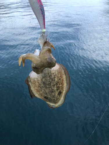 モンゴウイカの釣果