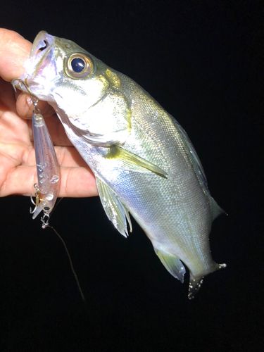 セイゴ(マルスズキ)の釣果