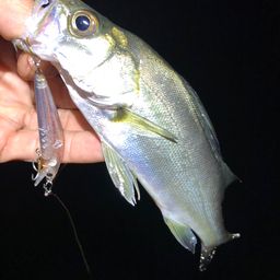 セイゴ（マルスズキ）