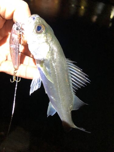 セイゴ(マルスズキ)の釣果