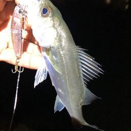 セイゴ（マルスズキ）