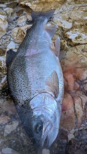 ニジマスの釣果
