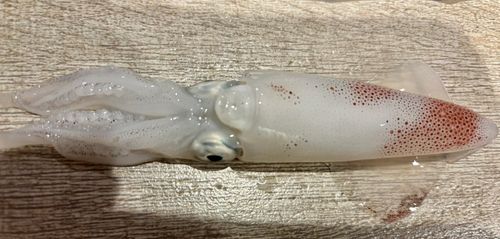 マメイカの釣果