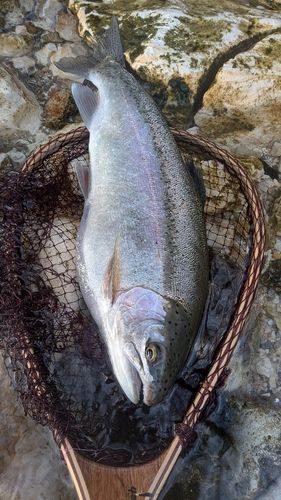 ニジマスの釣果