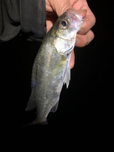 セイゴ(マルスズキ)の釣果