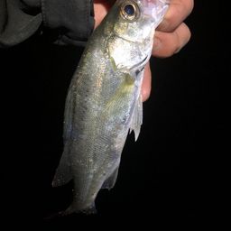 セイゴ(マルスズキ)