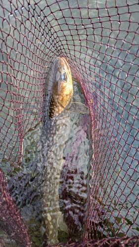 アメマスの釣果
