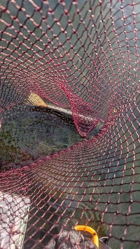 アメマスの釣果