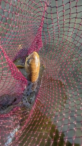 アメマスの釣果
